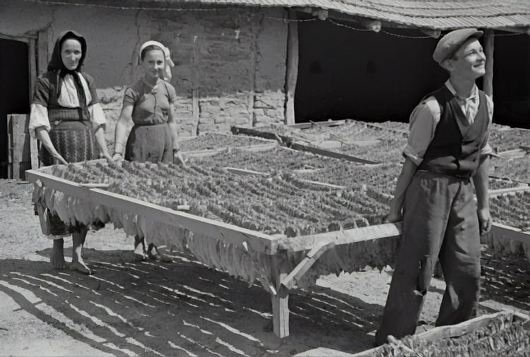 Summer camp at Chick-fil-A